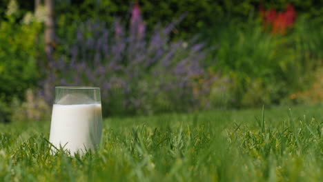 glass of milk in a garden