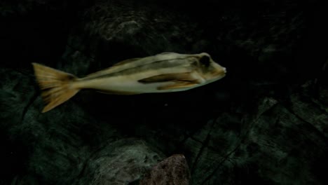 predatory fish in a marine aquarium.