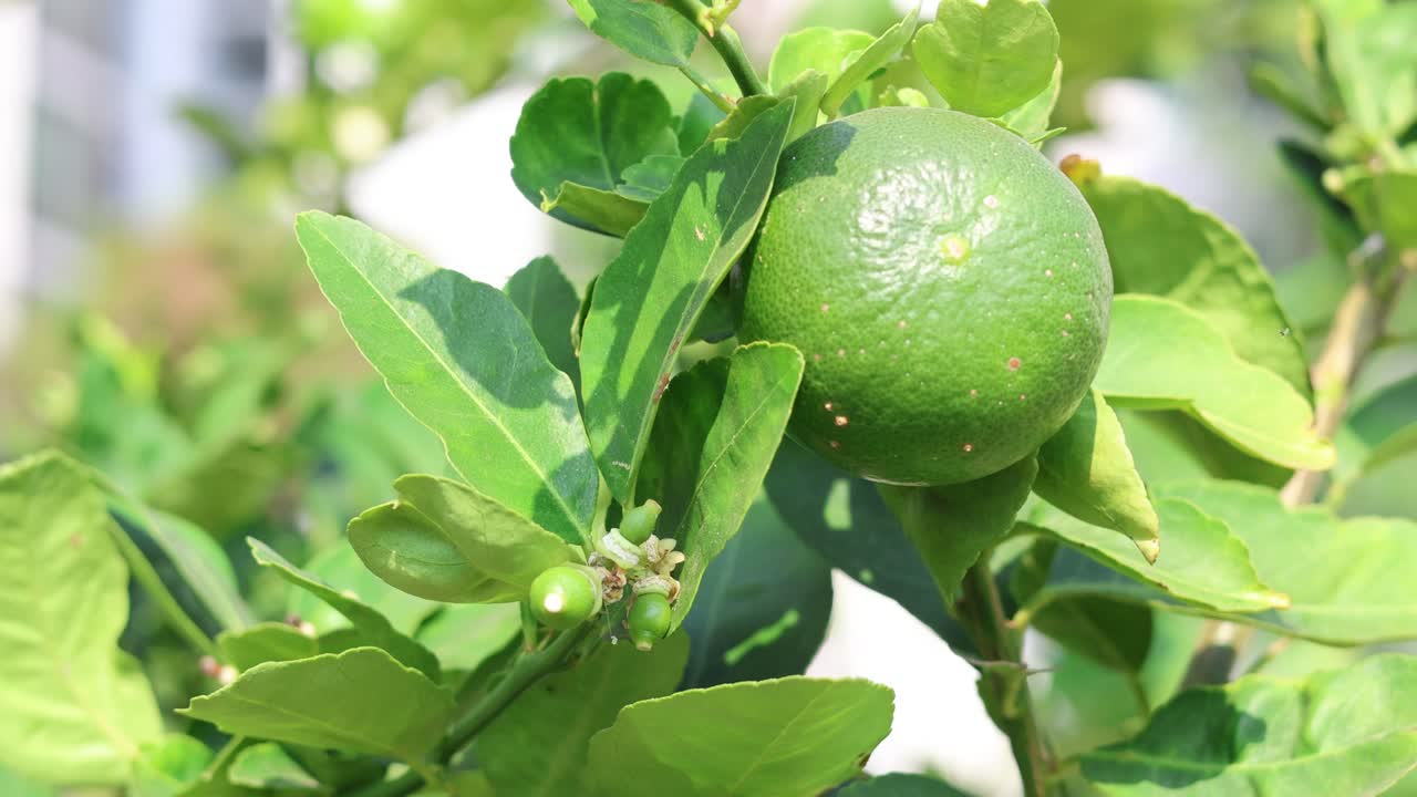 Green lime growing on a tree, time-lapse sequence.