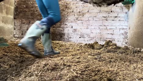 chica que trabaja en los establos paleando heces de caballo usando una horca