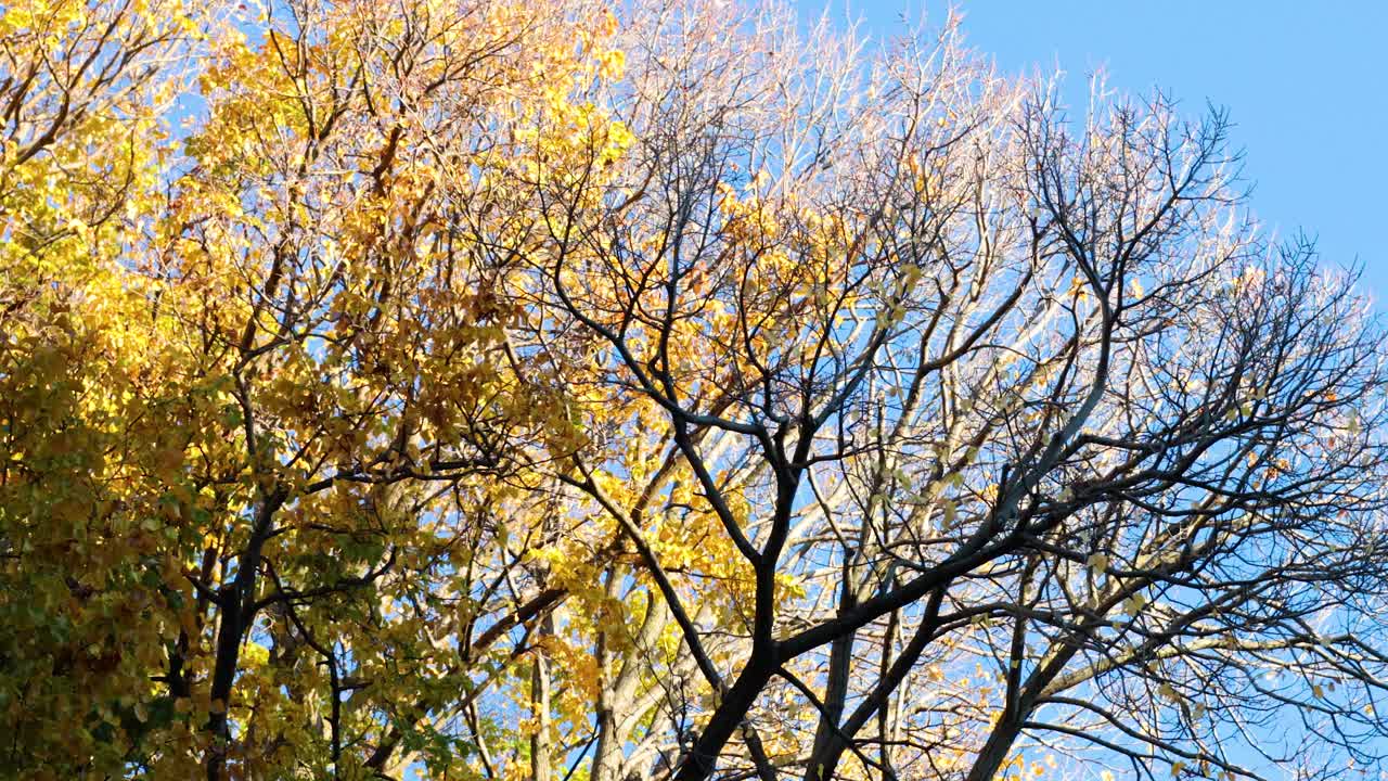 은 파란 하늘 아래 나무의 황금 잎