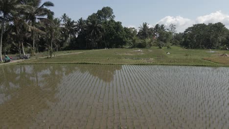 rice field terraces lined with palm trees in ubud in bali, aerial view