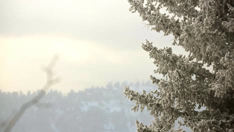 snow falling in the mountains of colorado with a pine tree in the foreground and a pine covered ridgeline in the background