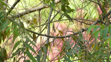 A-beautiful-green-parakeet-standing-on-a-branche-inside-a-thicket-before-jumping-out-of-frame