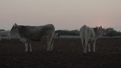 free grazing cows and breeding in the italian plain in puglia