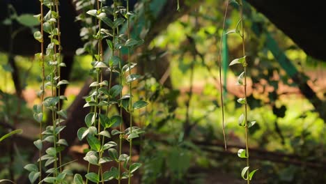 green vine plants growing in an abandoned playground on daytime