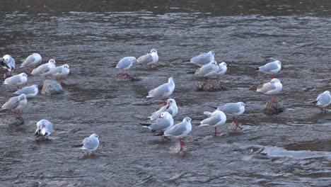 seagulls congregating and moving on river