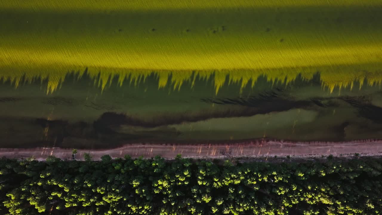 Abstract cinematic of Baltic coastline with pine trees casting sunset shadows