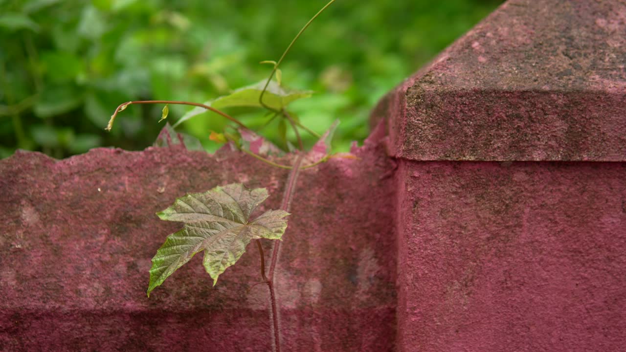 Leafy vine climbs a weathered red wall in a lush garden setting