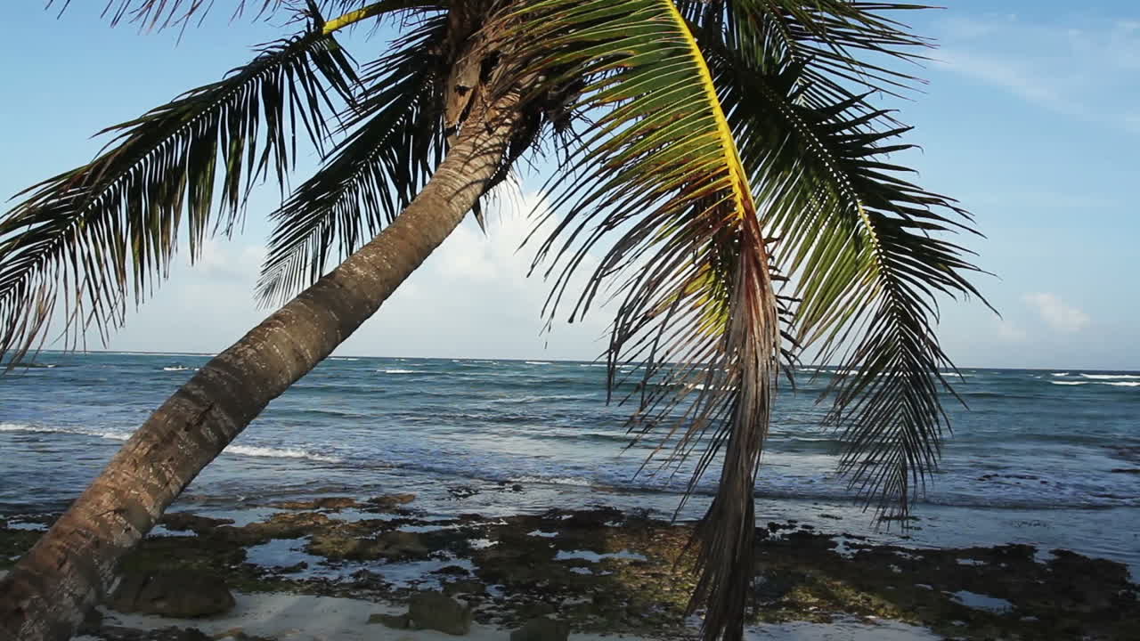palmera en la playa 02