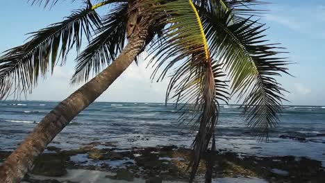 palm tree on beach 02
