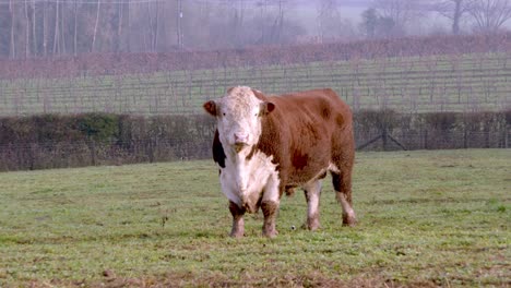 a wide shot zooms out to reveal two cows grazing in a misty english farm pasture, surrounded by lush green fields and distant trees in a serene rural setting.