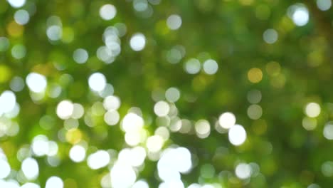 movimiento de bokeh verde desde el árbol