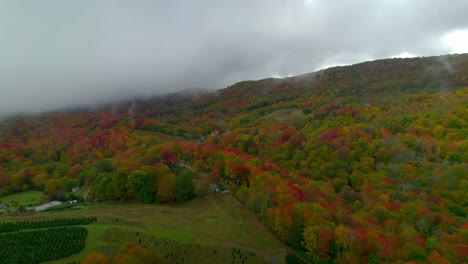 aerial view of autumn colored leaves on an over cast morning with a blanket of clouds