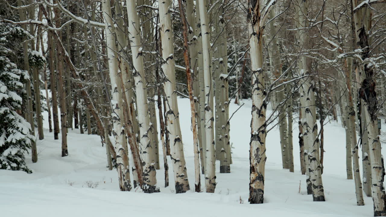 12월, 1월, 크리스마스, 겨울, 아스펜, 눈 어리, 야생, 나무 숲, 신선한, 깊은 눈, 가루, 경치 좋은 눈, 콜로라도, 바위 산, 텔루라이드, 크레스트, 버트, 베일, 느린 움직임, 부드러운 왼쪽