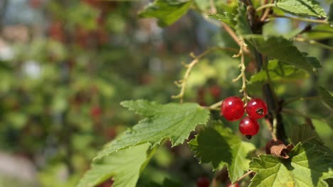 collecting red berries in garden, hand picking close up of red currants