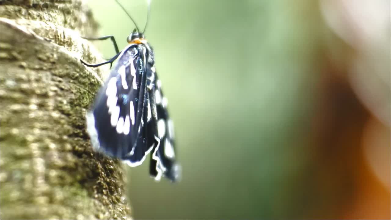 Musta perhonen istuu oksalla villissä metsässä