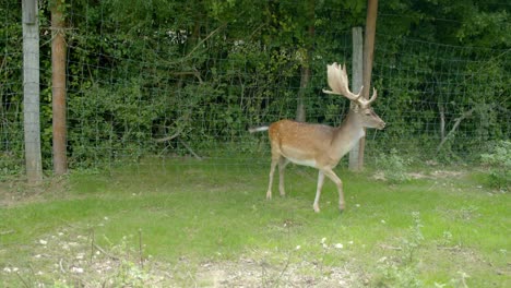 Damhirsche-Stehen-Und-Gehen-Auf-Der-Grünen-Wiese-In-Einem-Zoo---Breit