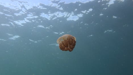 white-spotted jellyfish swims quickly in clear open water on a sunny day