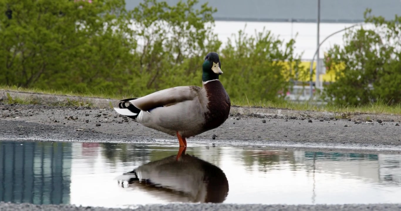 Un germano reale maschio con una testa verde iridescente sta in una pozzanghera poco profonda su una superficie asfaltata, il suo corpo perfettamente riflesso nell'acqua immobile.