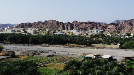 palm tree plantation in front of arid hills in fanja, oman, wide shot pan right