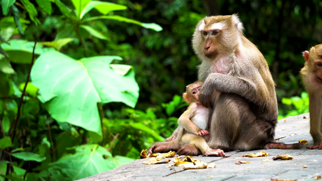 madre mono con un cachorro en el parque nacional. hábitat natural, cuidado y protección de los animales. los monos comen plátanos