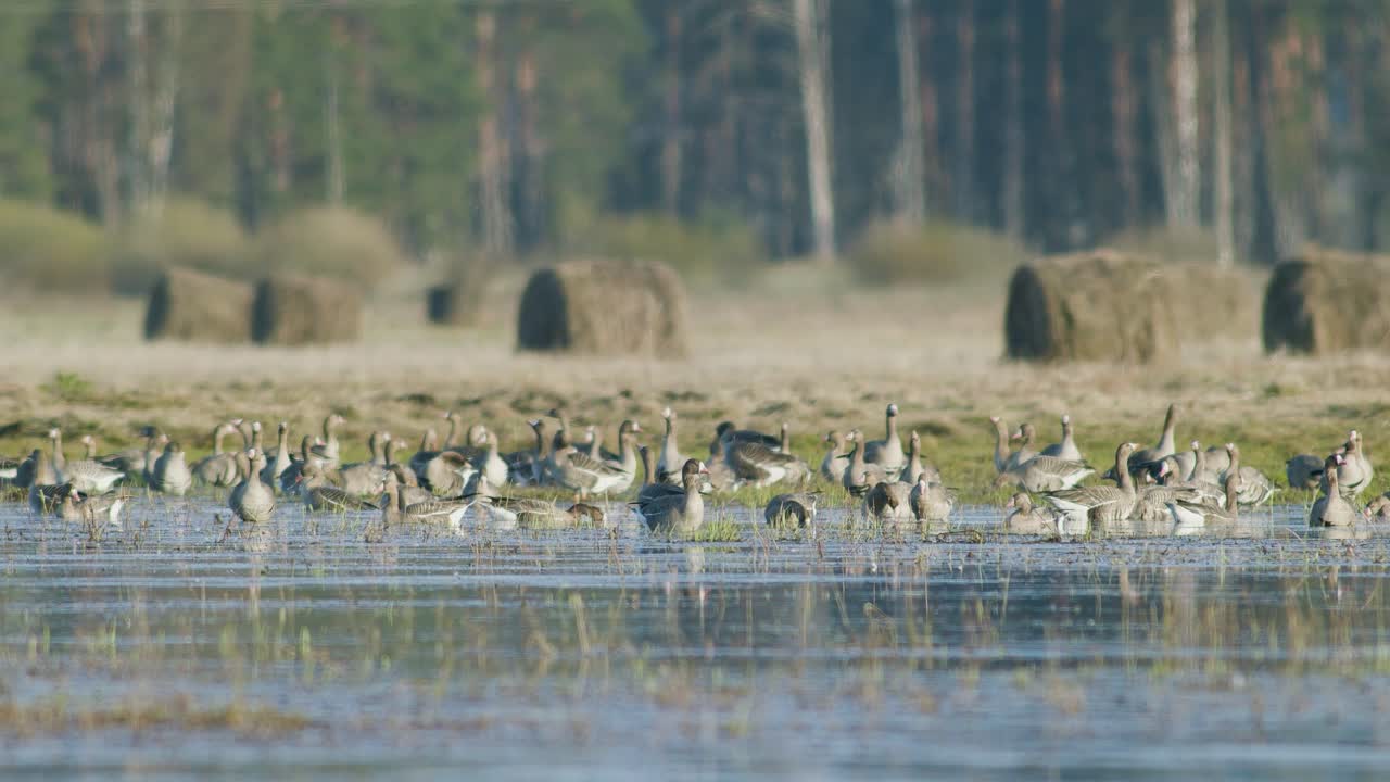 White-fronted geese resting in flooded meadow during spring migration sunny day