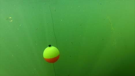 bobber amarillo y rojo siendo tirado bajo el agua