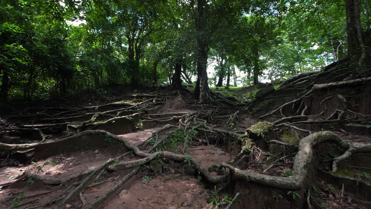 Forest floor with a dense network of exposed tree roots nature woodland