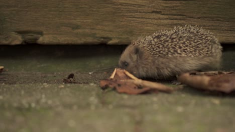 little european hedgehog sniffing the ground looking for food near old wooden wall