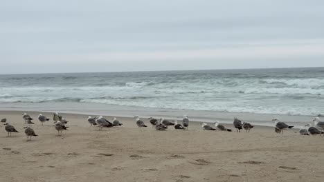 Schwenkaufnahme-Des-Schwarms-Möwen,-Die-Sich-Am-Sandstrand-Ausruhen,-Und-Der-Hintergrundansicht-Der-Sich-Am-Strand-Brechenden-Wellen