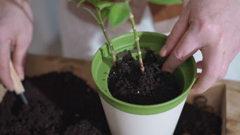 urban gardener uses plastic shovel to scoop moist dark soil into green planter then uses thumb to press soil around young plant roots capturing close up nurturing hands action on wooden tray