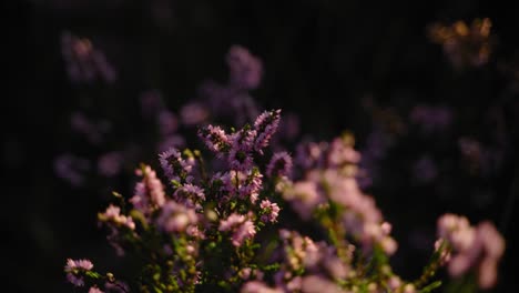 stunning pink heather flowers shining in the morning sun