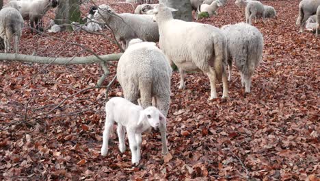 newborn lamb with mother and herde on a cold winter day