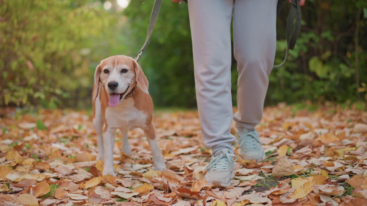 lower angle view of dog owner walking with beagle on leash through autumn forest trail carpeted with leaves, foot and sneaker visible, soft dappled light and bokeh