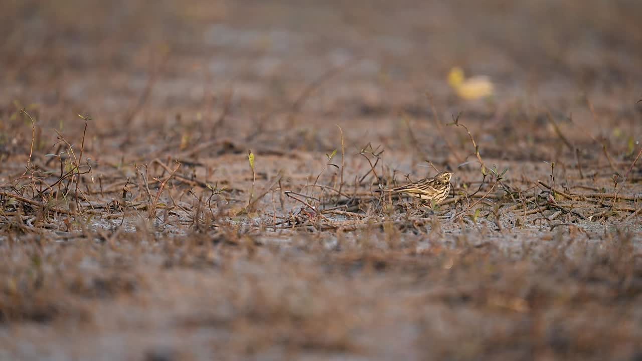 O comportamento alimentar energético de um Pisco-rosado é capturado enquanto ele corre por um chão de zona húmida banhado pelo sol ao amanhecer.
