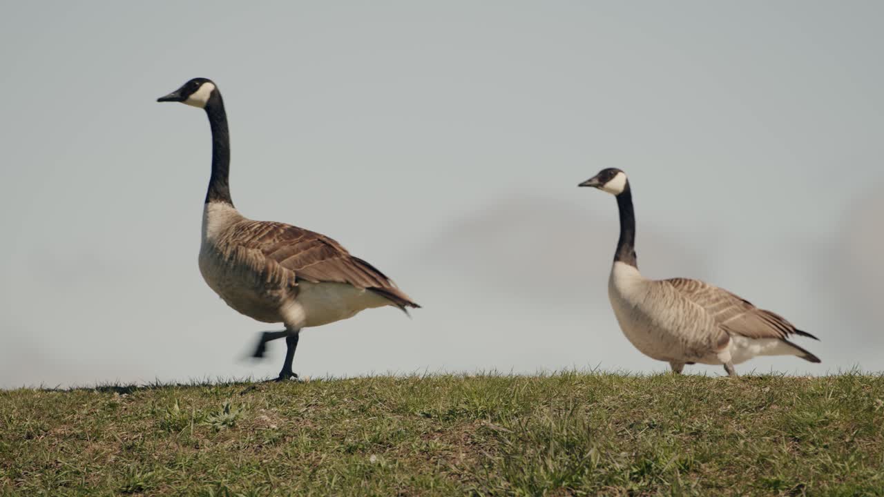 una foto de un par de gansos de canadá a lo largo de la orilla del embalse de mountsberg que se encuentra en puslinch, ontario