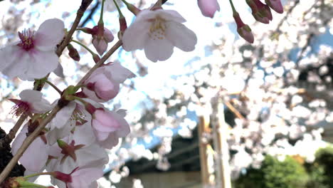 El-Viento-Mueve-Todas-Las-Flores-De-Cerezo-Rosadas-En-Sus-Ramas-En-El-Parque-Sumida