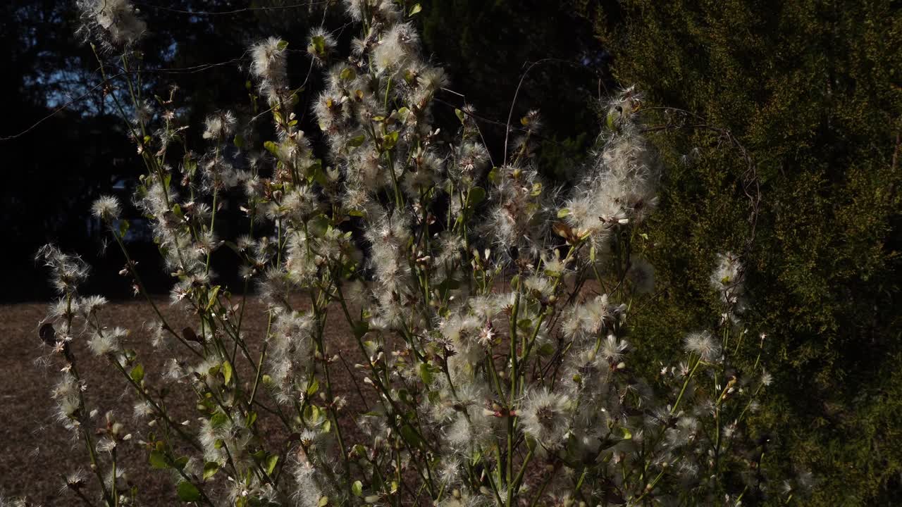 A plant with a cluster of flowers that look like cotton stands out as quite different from ordinary blooms. It sways gently with the current breeze
