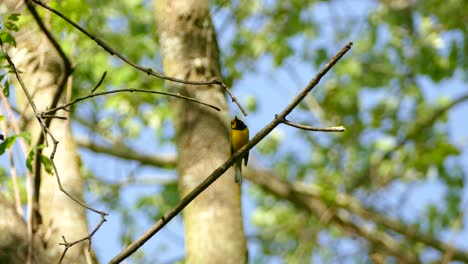 Niedlicher-Gelber-Waldsänger,-Der-Auf-Einem-Ast-Im-Sonnigen-Wald-Thront-Und-Ein-Lied-Singt