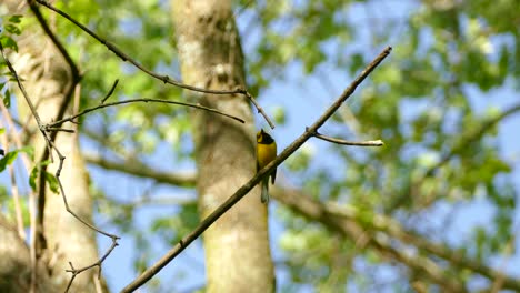 linda curruca amarilla encapuchada posada en la rama de un árbol en un bosque soleado cantando una canción