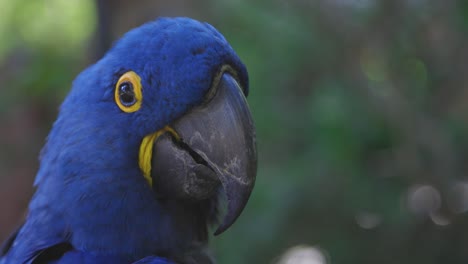 hyacinth macaw portrait head turn and look at camera