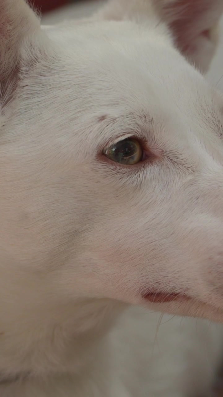 Macro ravvicinata del muso di un cane Podenco bianco, con messa a fuoco sull'occhio e sul pelo corto. Ritratto intimo di animale.