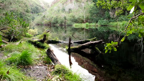 área boscosa en el borde del agua de la presa, escena tranquila en el sendero disa kloof harold porter