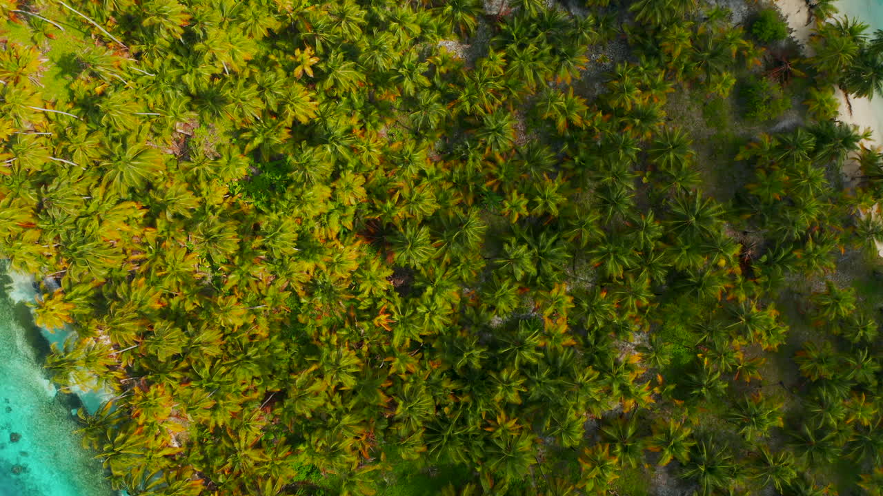 vista superior de exuberantes palmeras verdes en la playa de arena a lo largo de la costa caribeña