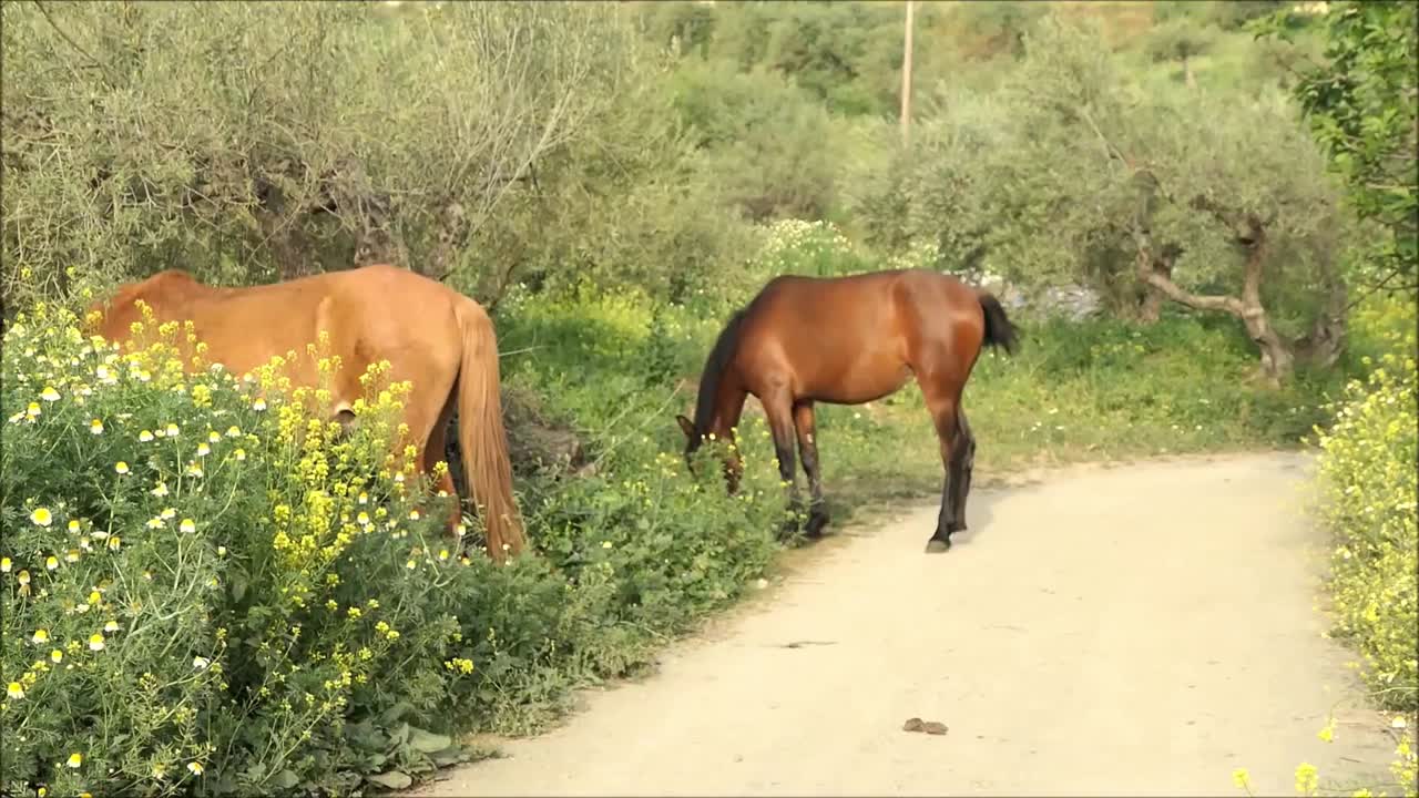 Brown horse walking in country lane on sunny April morning. Bay horse feeding in lush green lane-side verge in rural southern Andalusia