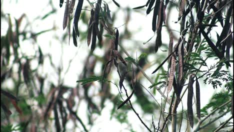 tree branches with pods