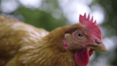 cerrar pollo mirando directamente a la lente en cámara lenta