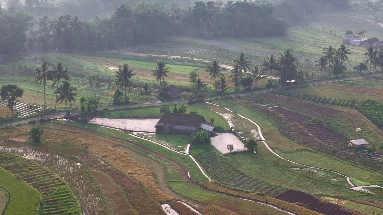 Aerial view of lush rice fields and a traditional rural house surrounded by tropical vegetation in a serene countryside landscape