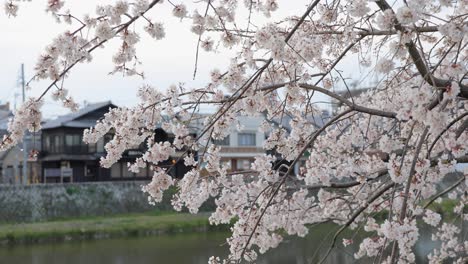 la flor de cerezo en kyoto